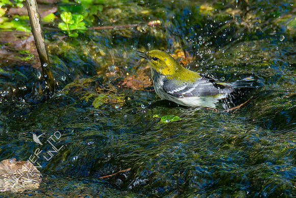10-6-24 Black-throated Green Warbler
