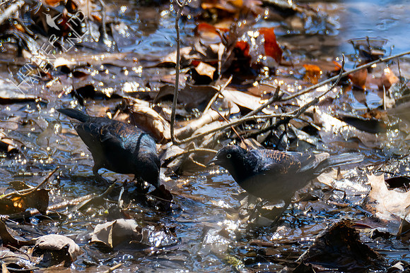 4-16-22 Rusty Blackbirds