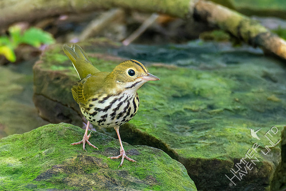 8-30-22 Ovenbird