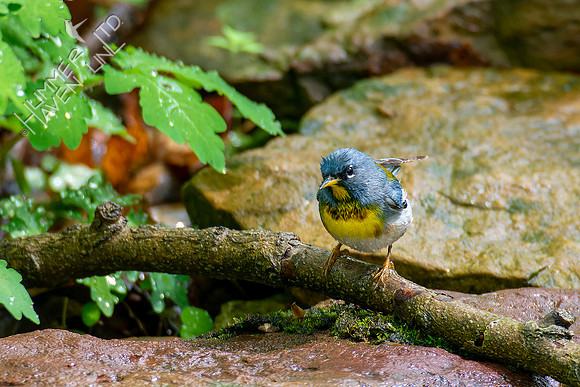 5-4-22 Northern Parula