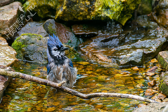 4-28-22 Blue Jay