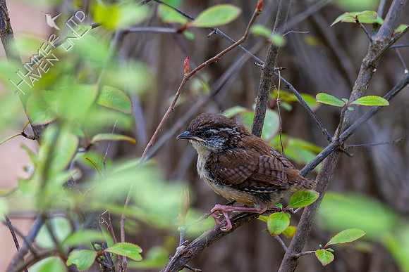 4-22-22 Carolina Wren fledgling
