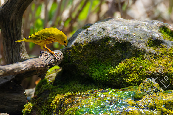 4-22-22 FOY 65 *44 Yellow Warbler