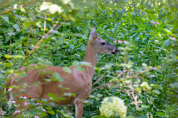 6-24-24 Doe in garden at 99.7 degrees