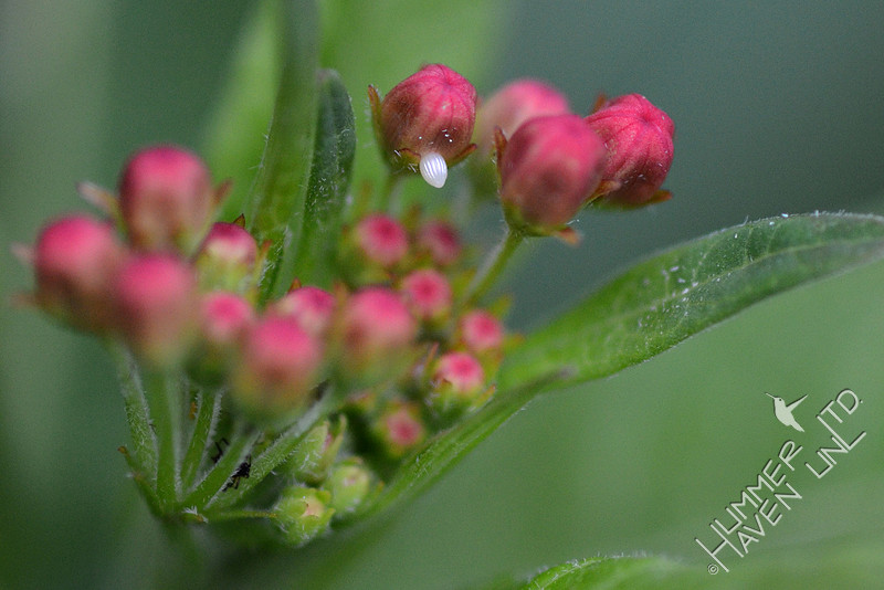 Monarch egg on Asclepias curassavica 9-1-11
