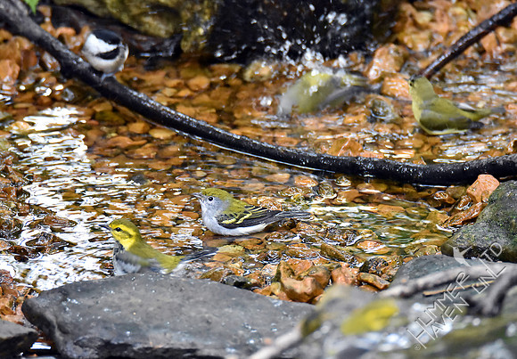 Carolina Chickadee, Nashville, Tennessee, Chestnut-sided and Black-throated Green Warblers 10-2-16