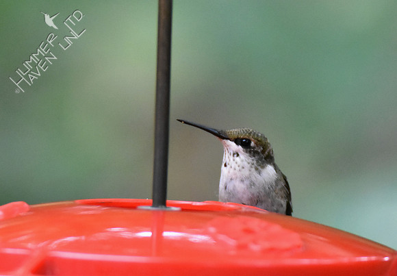 Ruby-throated Hummingbird 10-2-16