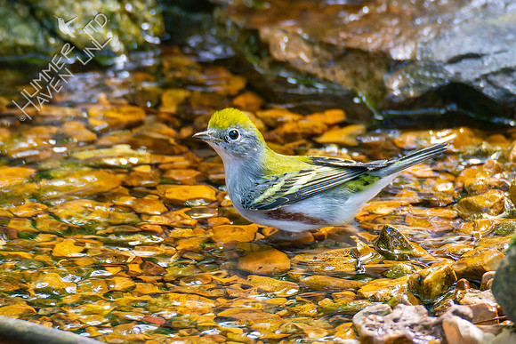 9-22-22 Chestnut-sided Warbler