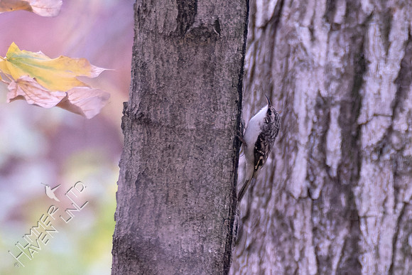11-9-24 Brown Creeper