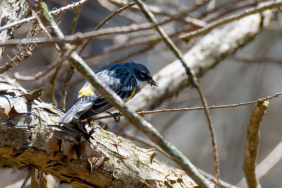 4-9-22 Yellow-rumped Warbler with insects