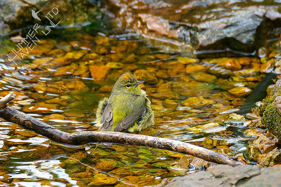 4-22-22 FOY #64 *43 Orange-crowned Warbler
