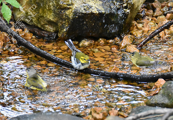 Nashville, Black-throated Green and Tennessee Warblers 10-2-16