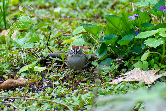 4-22-22 Chipping Sparrow