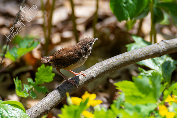 4-21-22 Carolina Wren Fledgling