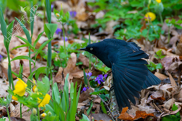 4-18-22 Rusty Blackbird