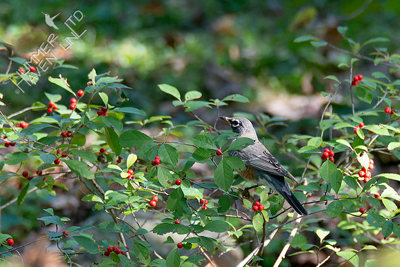 10-5-24 American Robin at Winterberry (Ilex verticillata x Red Sprite)