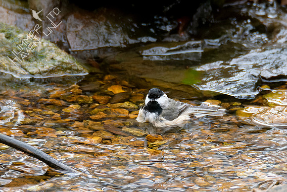 11-17-24 Chickadee