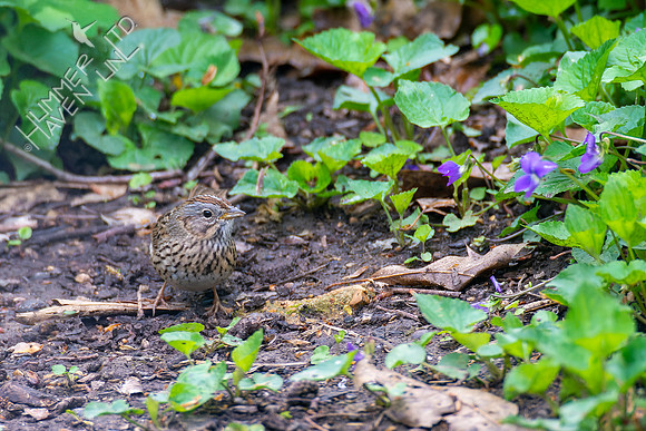 4-29-22 Lincoln's Sparrow