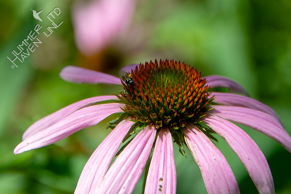 7-06-24 Small Carpenter Bee on Purple Coneflower