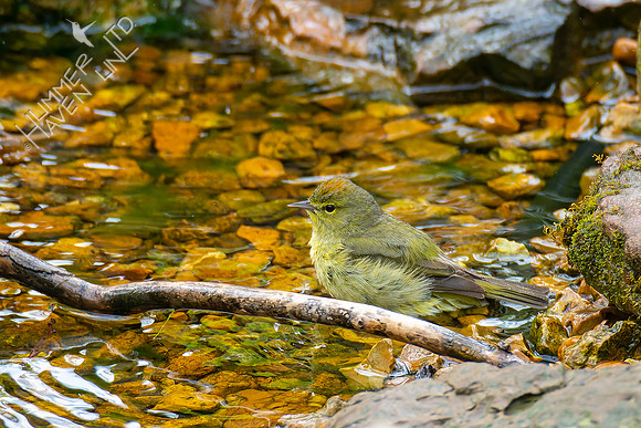 4-22-22 FOY #64 *43 Orange-crowned Warbler