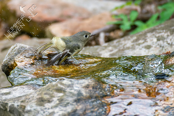4-17-22 Ruby-crowned Kinglet