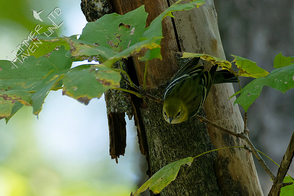 10-5-24 Bay-breasted Warbler