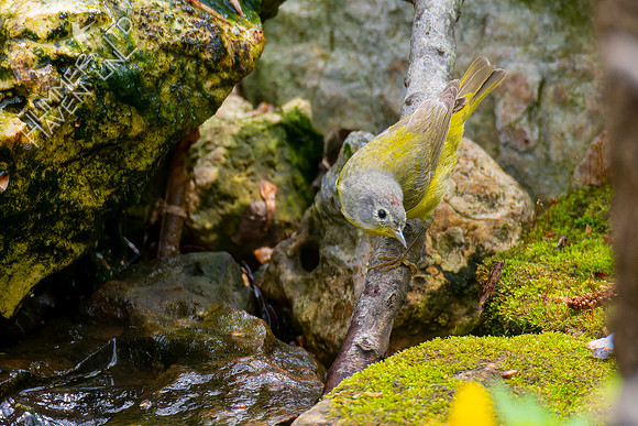 4-25-22 Nashville Warbler