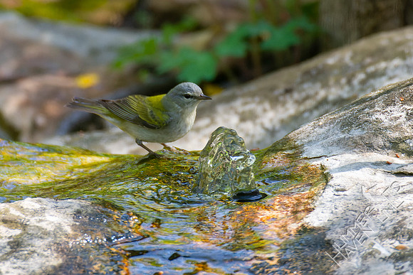 4-26-22 Tennessee Warbler