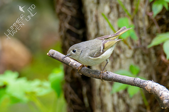5-4-22 Ruby-crowned Kinglet