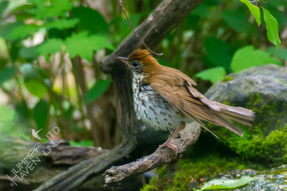 5-3-22 Wood Thrush