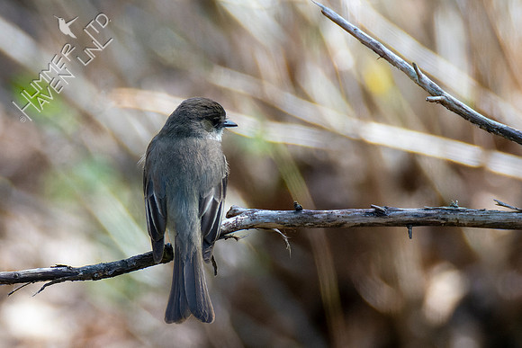 4-4-22 Eastern Phoebe