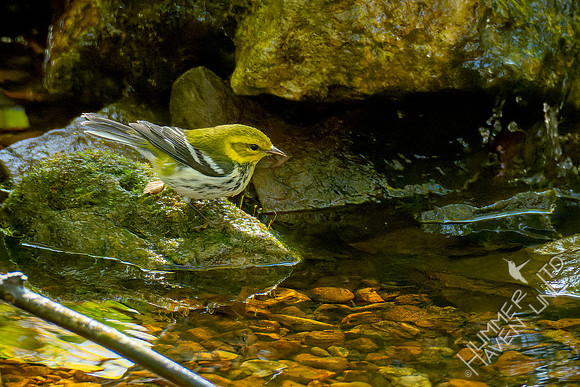 10-11-24 Black-throated Green Warbler