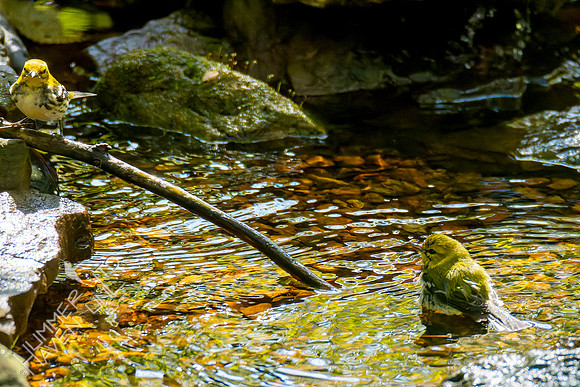 10-11-24 Black-throated Green Warblers