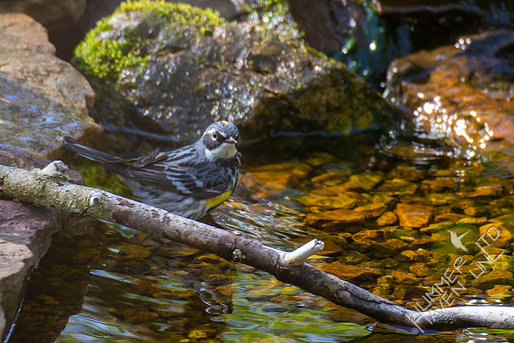 4-27-22 Yellow-rumped Warbler