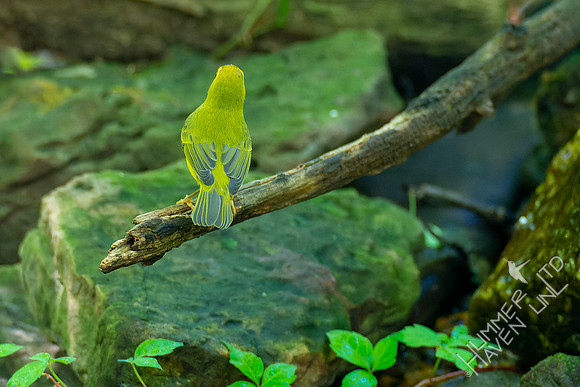 8-31-22 Wilson's Warbler female