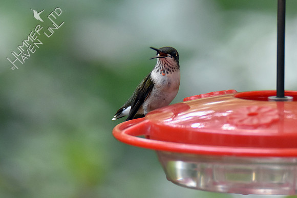 Ruby-throated Hummingbird 8-31-16