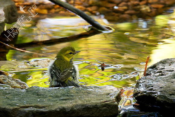10-17-24 Black-throated Green Warbler