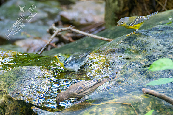 9-23-22 House Finch, Northern Parula and Magnolia Warbler