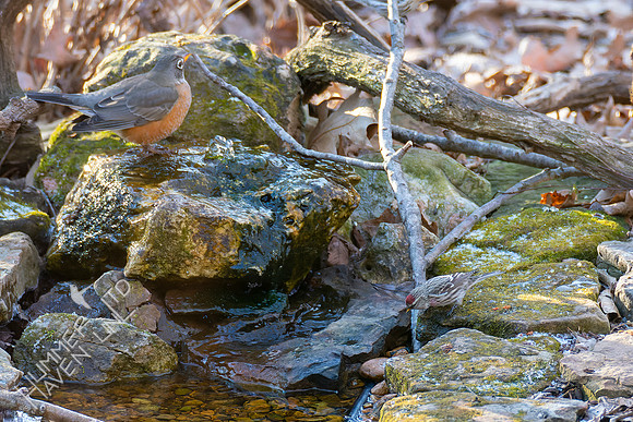 1-29-22 American Robin and Common Redpoll