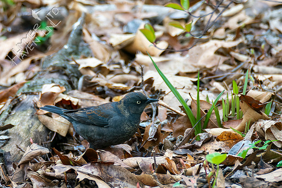 4-18-22 Rusty Blackbird