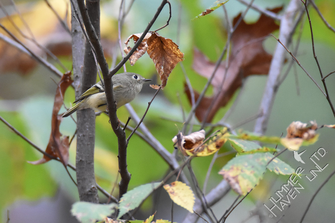 Ruby-crowned Kinglet in Elm 11-2-16