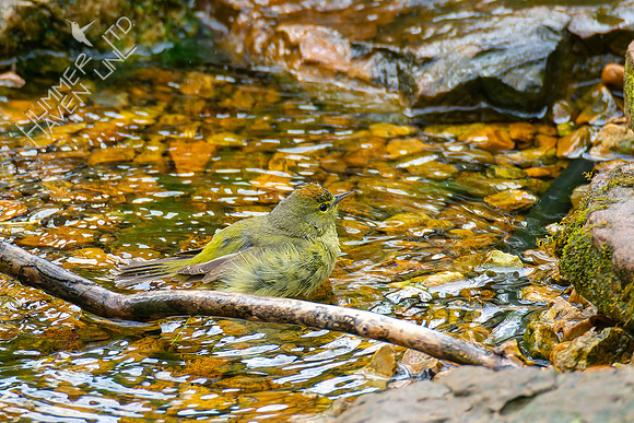4-22-22 FOY #64 *43 Orange-crowned Warbler