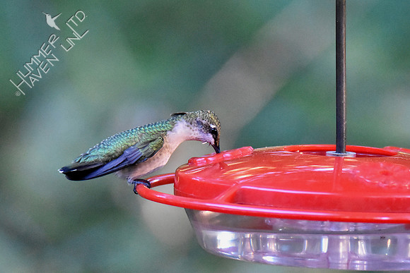 Ruby-throated Hummingbird 10-8-16