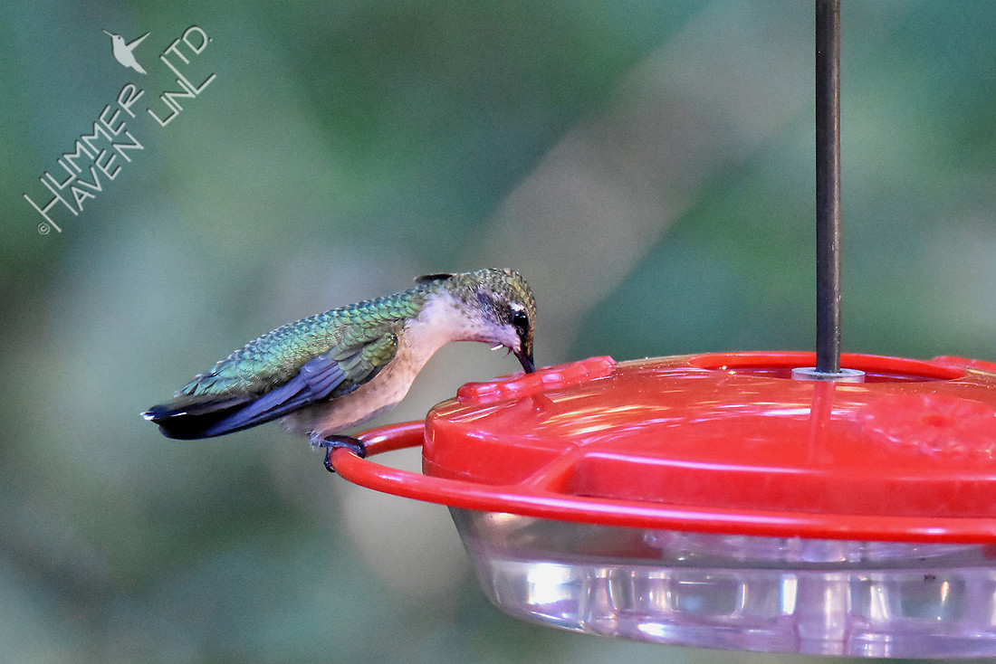 Ruby-throated Hummingbird 10-8-16