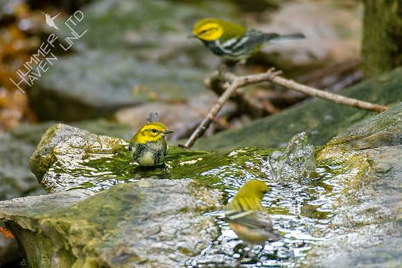 9-23-22 Black-throated Green and Bay-breasted Warblers
