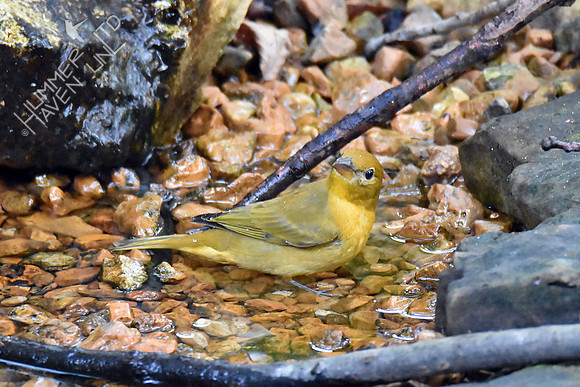 Summer Tanager 10-4-16