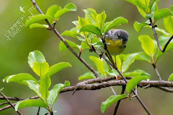 4-25-22 Northern Parula female