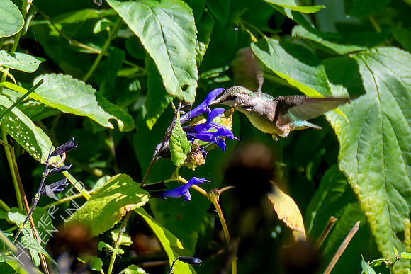 10-9-24 Ruby-throated Hummingbird
