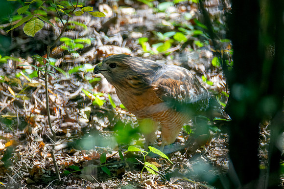10-6-24 Red-shouldered Hawk