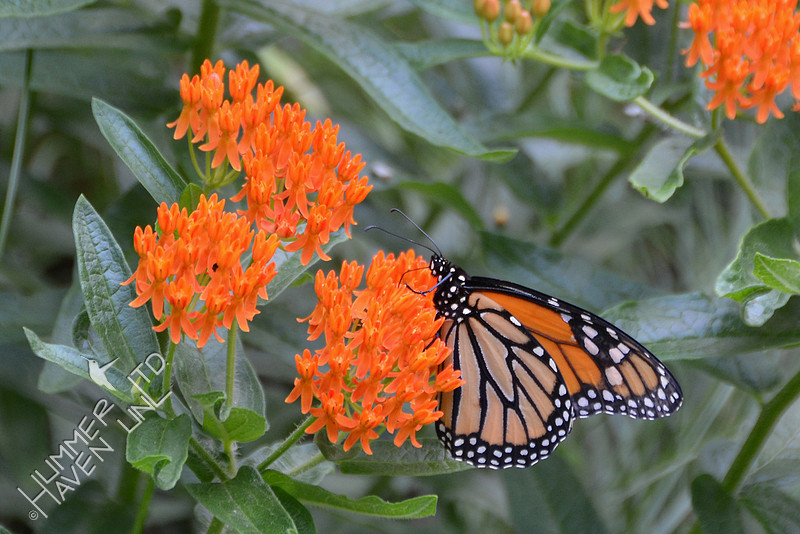 Monarch Male on Asclepias tuberosa